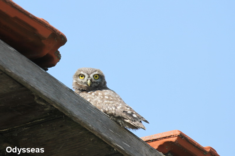 Nature in Greece Little Owl Κουκουβάγιες