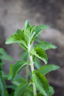 JUGANDO CON LAS FLORES: Mi jardin