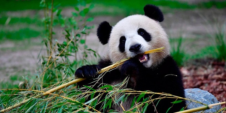 Panda Menghabiskan Waktu 14 Jam Hanya untuk Makan Panda Menghabiskan Waktu 14 Jam Hanya untuk Makan
