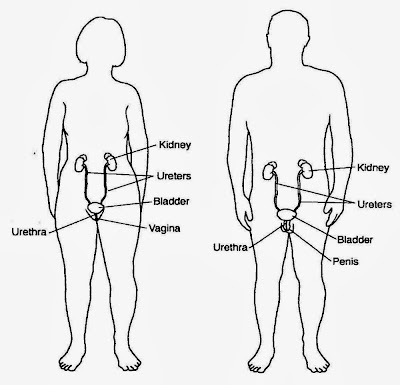 Where Are Your Kidneys Located? - The Human Body for Kids