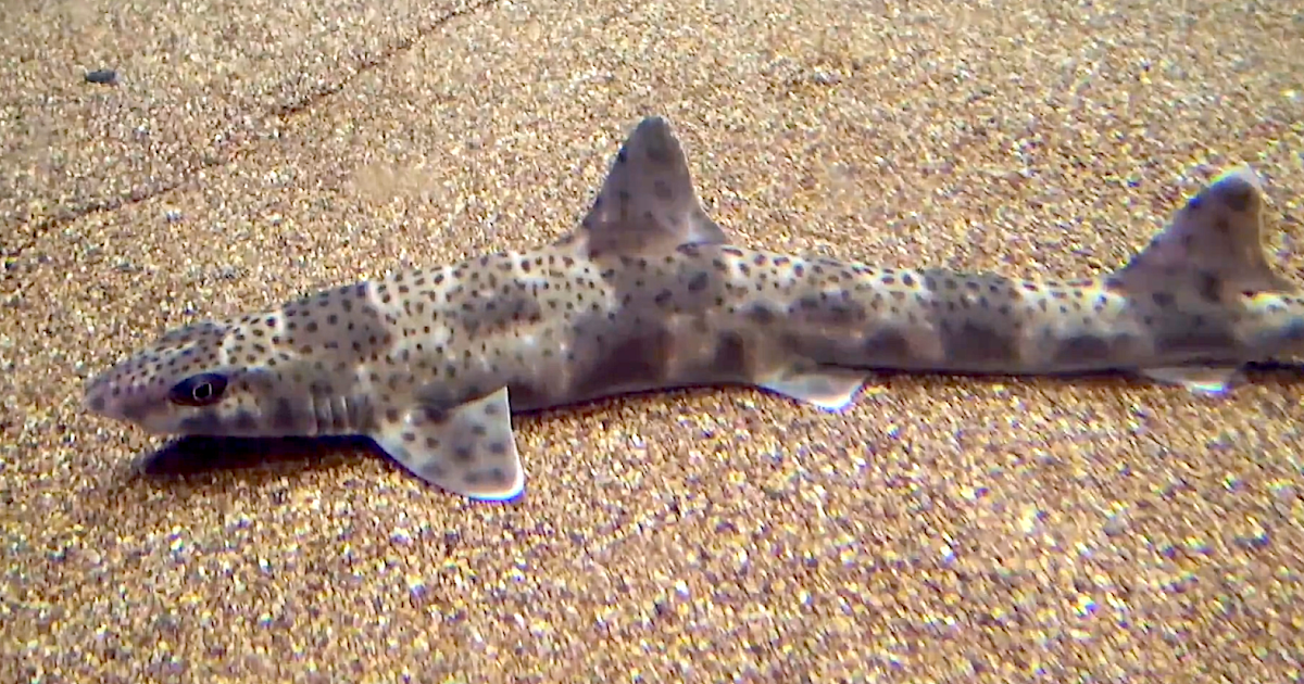 Aquarium Movies (Japan) archive 生きている魚図鑑 タイワンザメ Finback cat shark