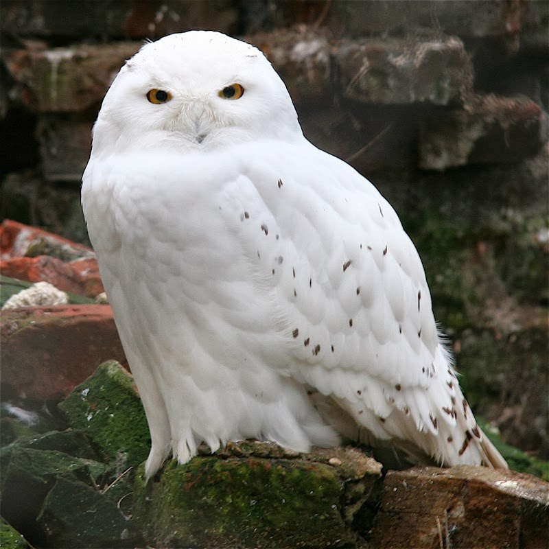 Snowy Owls Make One of Largest Observed Migrations to United States ...