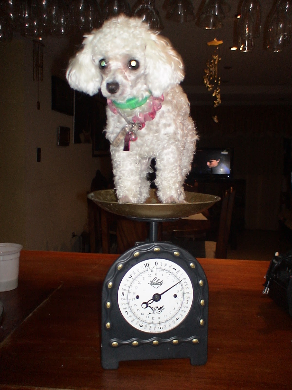 Mascota Poodle TOY MINI TACITA DE TE o CANICHE PEQUEÑO "PERLA" Poodle