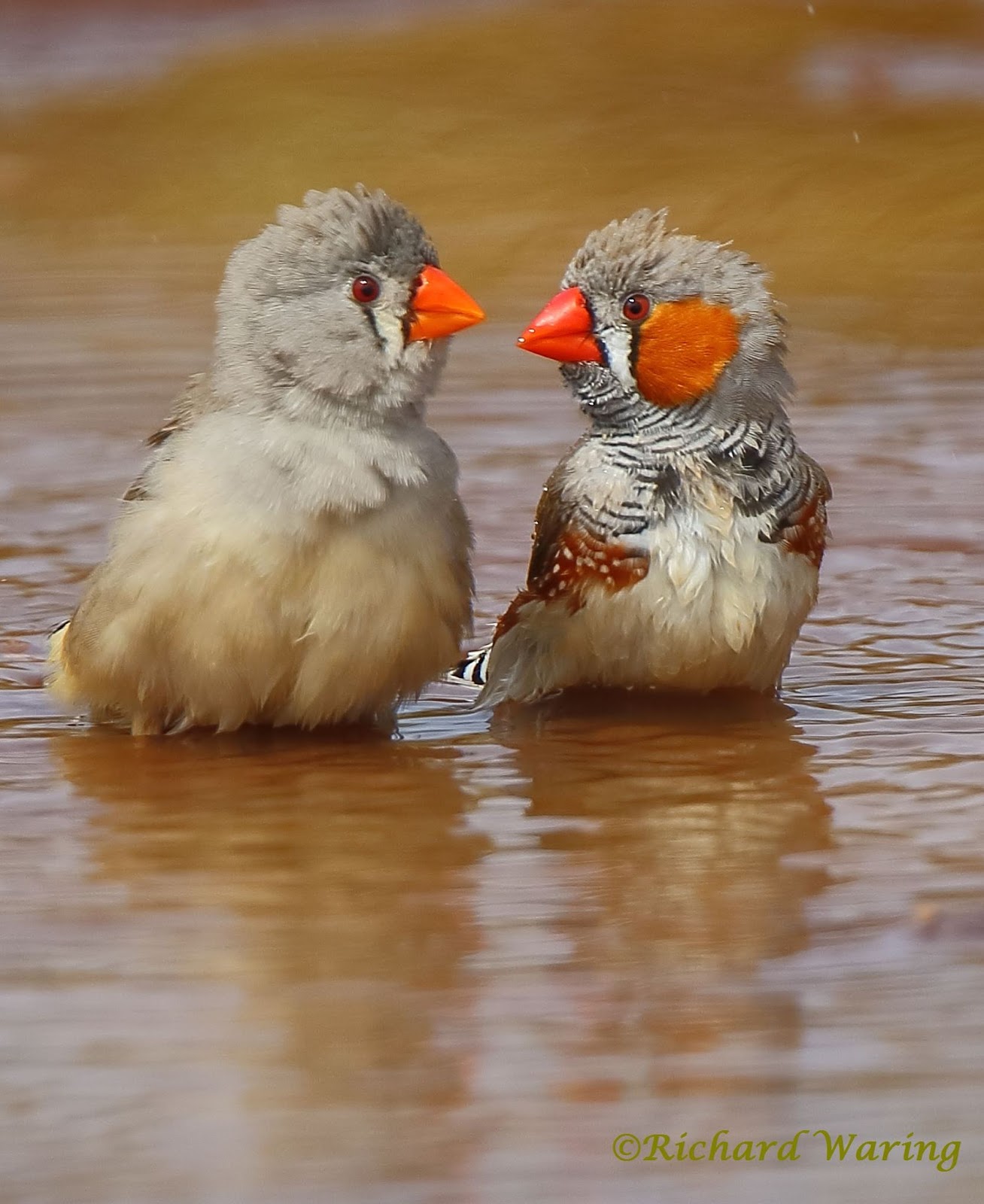 Richard Waring's Birds of Australia A (loving?) couple of Zebra Finches