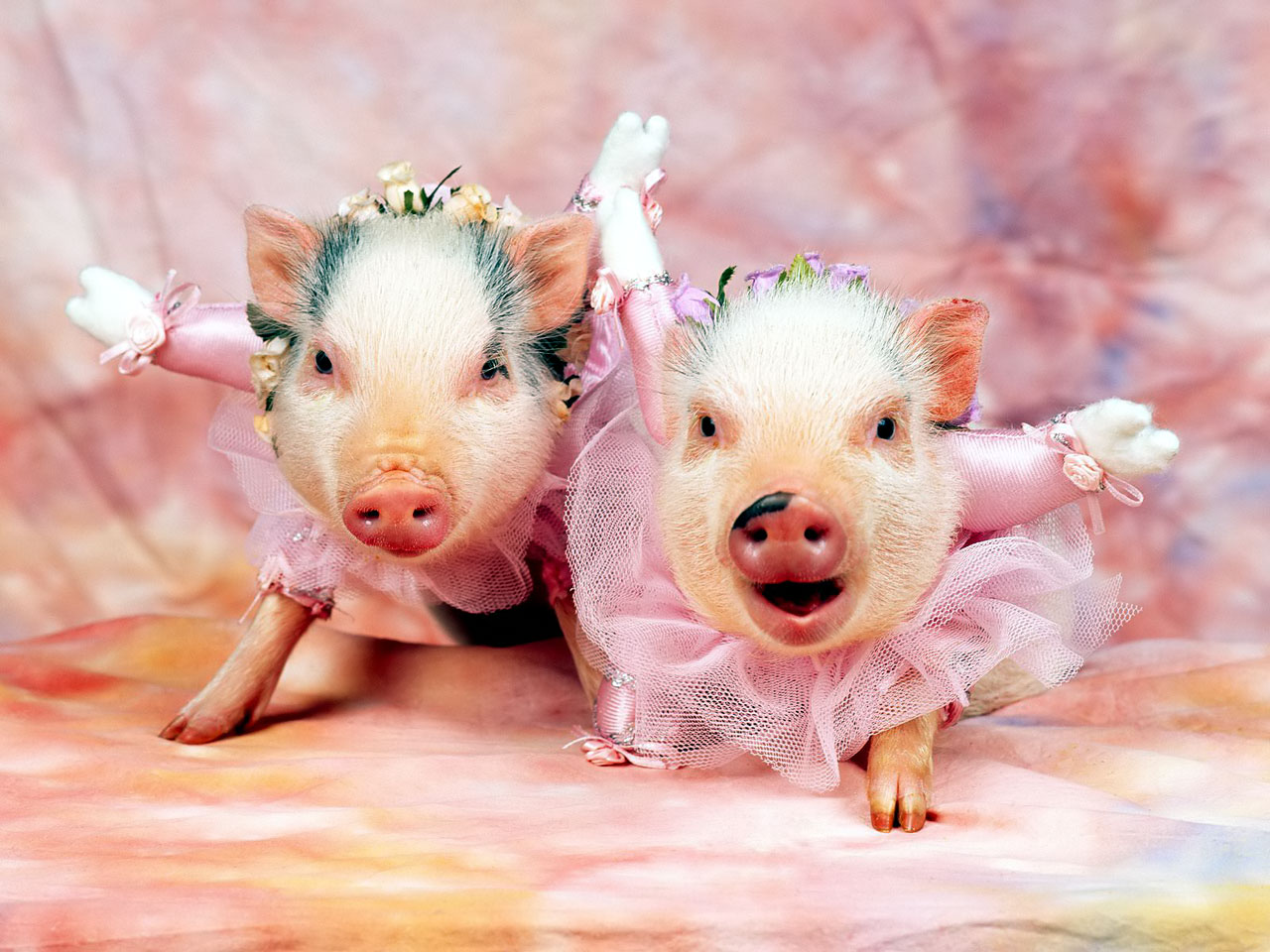 Pigs funny pictures | DAILY NEWS