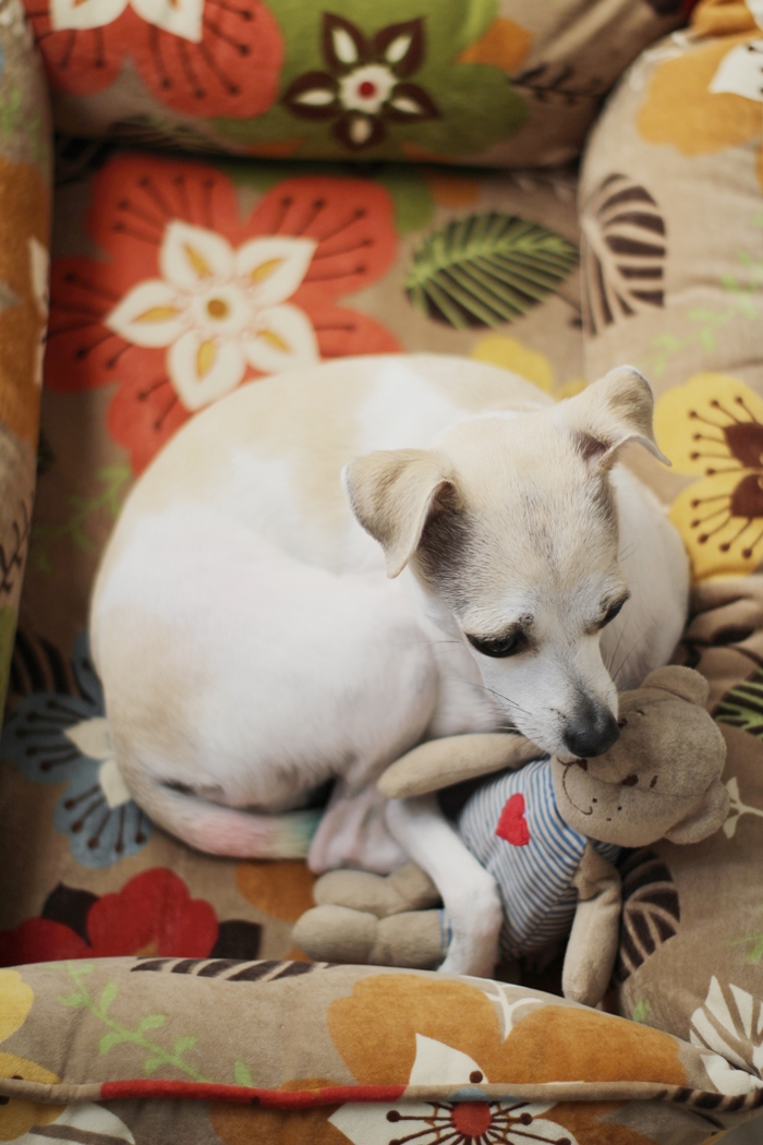 HAPPYHAZEL Happy Found The Best Bed for Dogs! Bowsers Dog Bed from