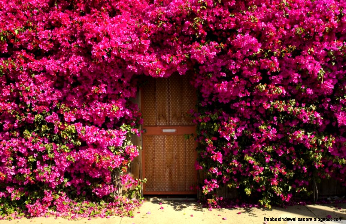 Fragrant Doorway Wallpapers  Hd Wallpapers