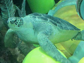 A Green Sea Turtle in Ripley's Aquarium Dangerous Lagoon.