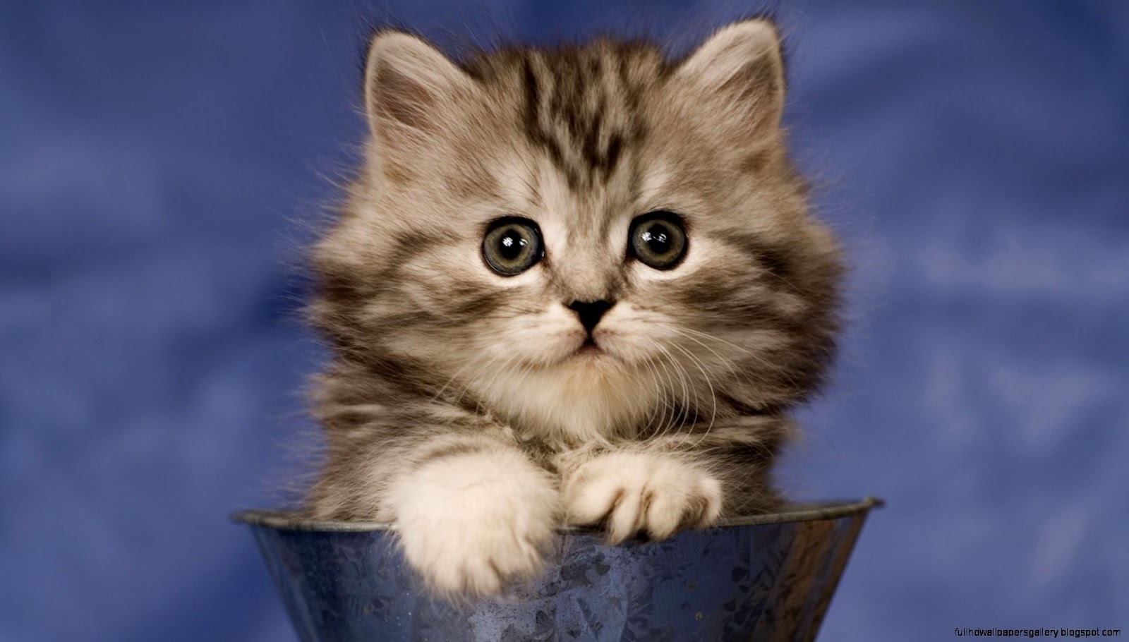 Super Cute Cat