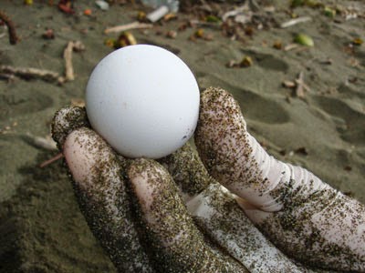 Telur penyu di Pantai Sukamade