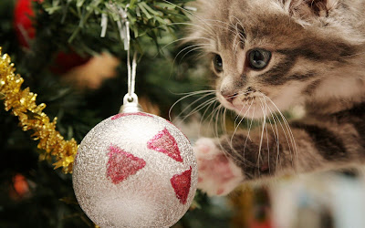 Gatito mirando las esferas en el arbol de Navidad