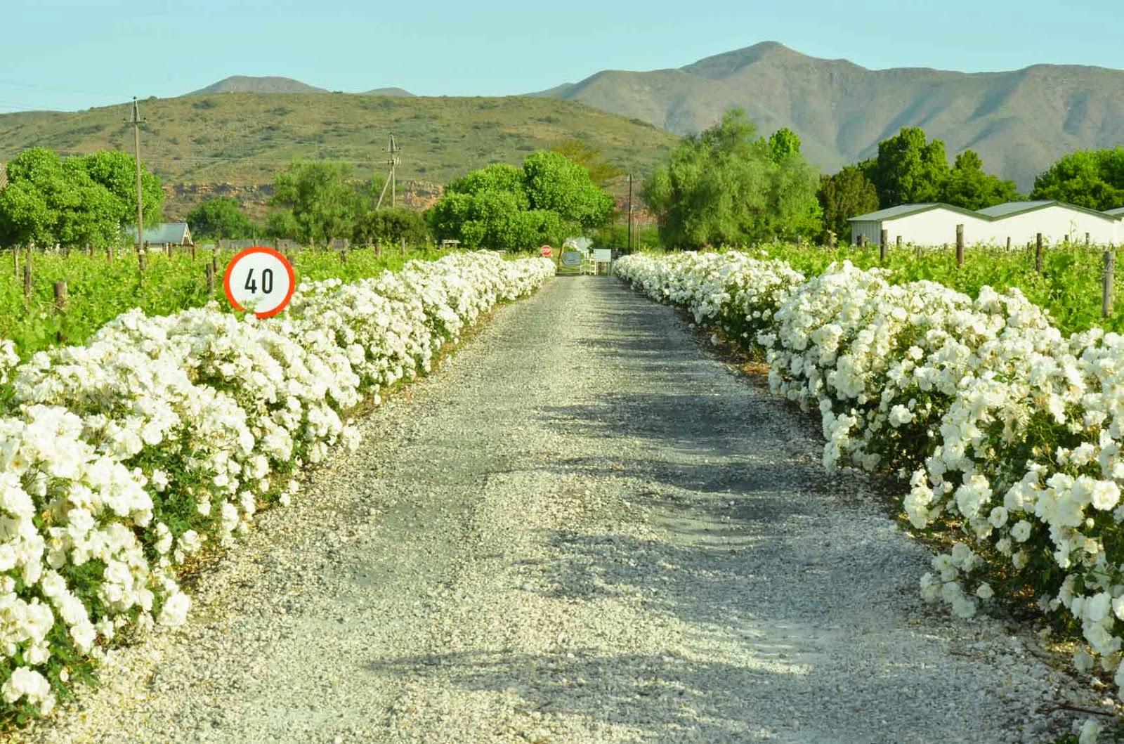 . Excelsior Wine Estate, Robertson