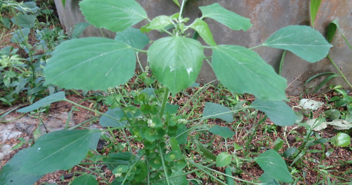 Herbal Plants Name In English And Tamil