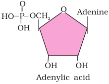 Adenylic acid