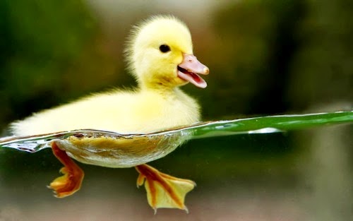 Duck Paddle