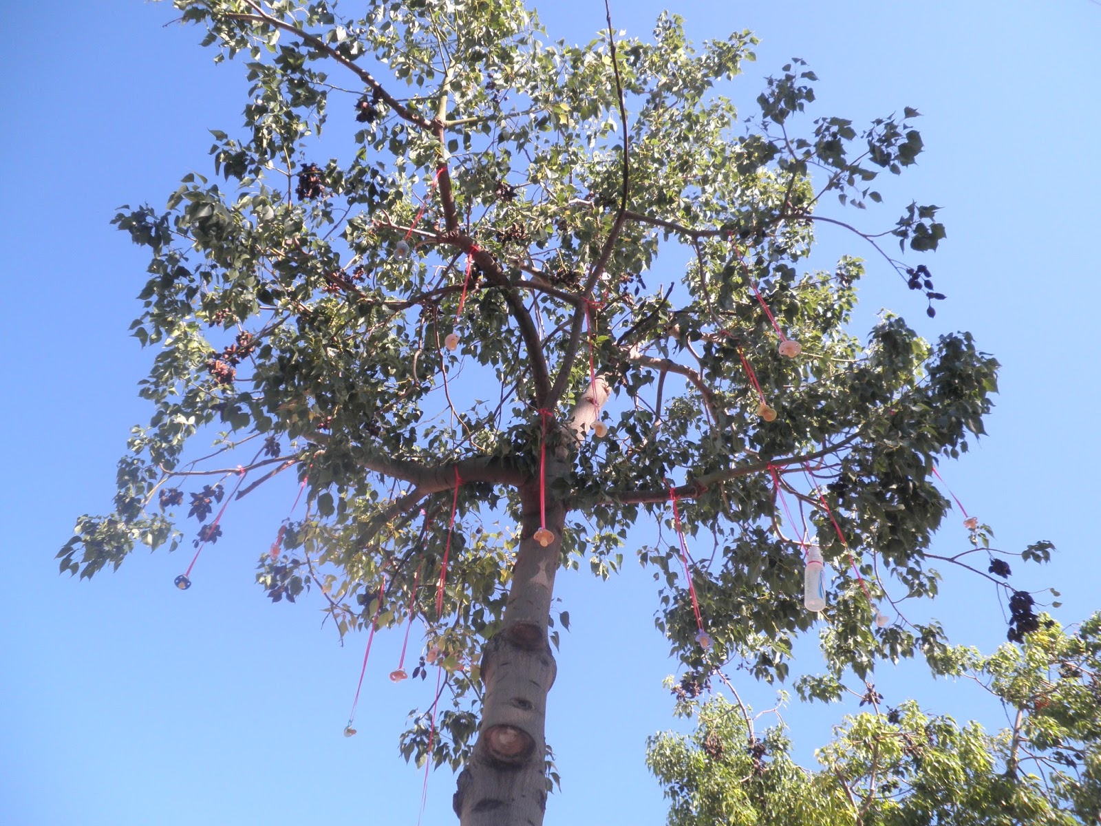 elblogdelaseñokatrina: EL ÁRBOL DE LOS CHUPETES