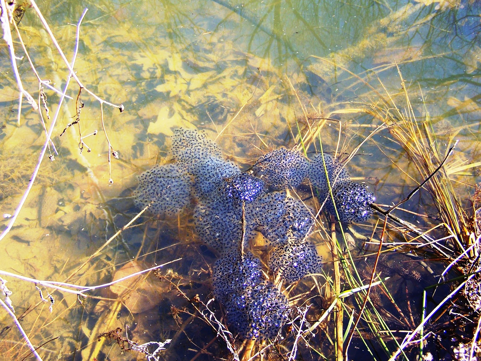 Vernal Pools Environment