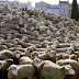 (ΕΛΛΑΔΑ)Πρόβατα με σπογγώδη εγκεφαλοπάθεια εντοπίστηκαν στην Γορτυνία.Μέτρα για να μην επεκταθεί η νόσος