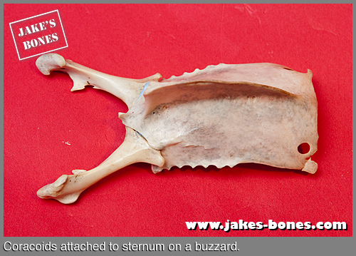 bird breast bone Eros guide new shemale york