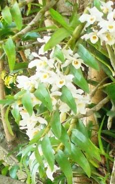 Paixão por orquídeas - Meu orquidário: Como fazer a Dendrobium florir?