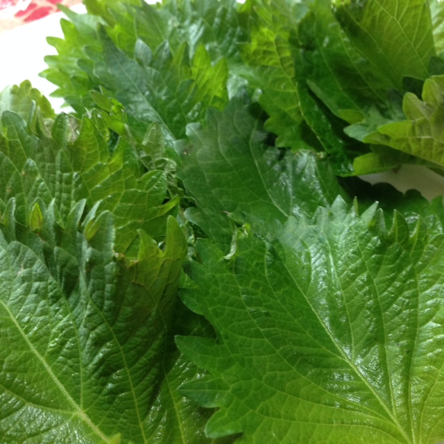 Japanese Tea Story Compost Used Tea Leaves