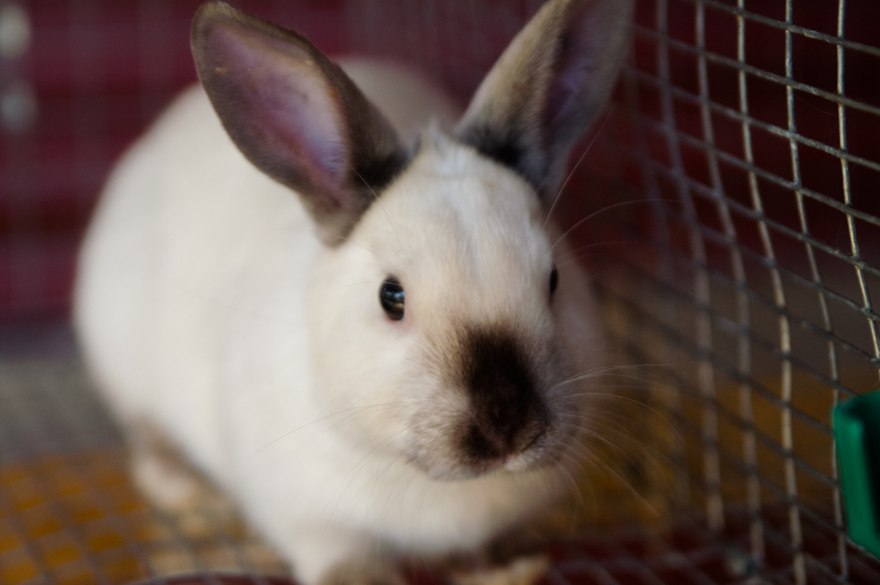 Pleasant View Schoolhouse: Daisy's New Rabbit Chapter