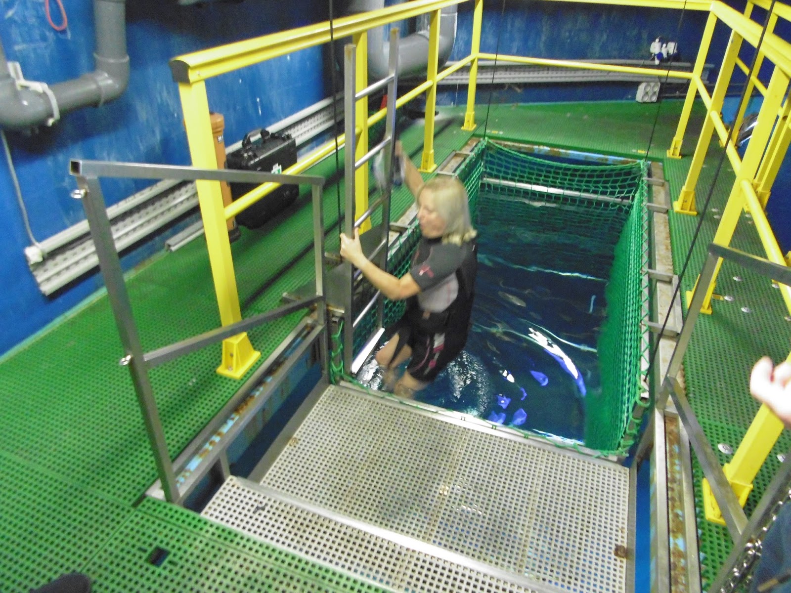 Snorkelling with the sharks at SEA LIFE London Aquarium with a