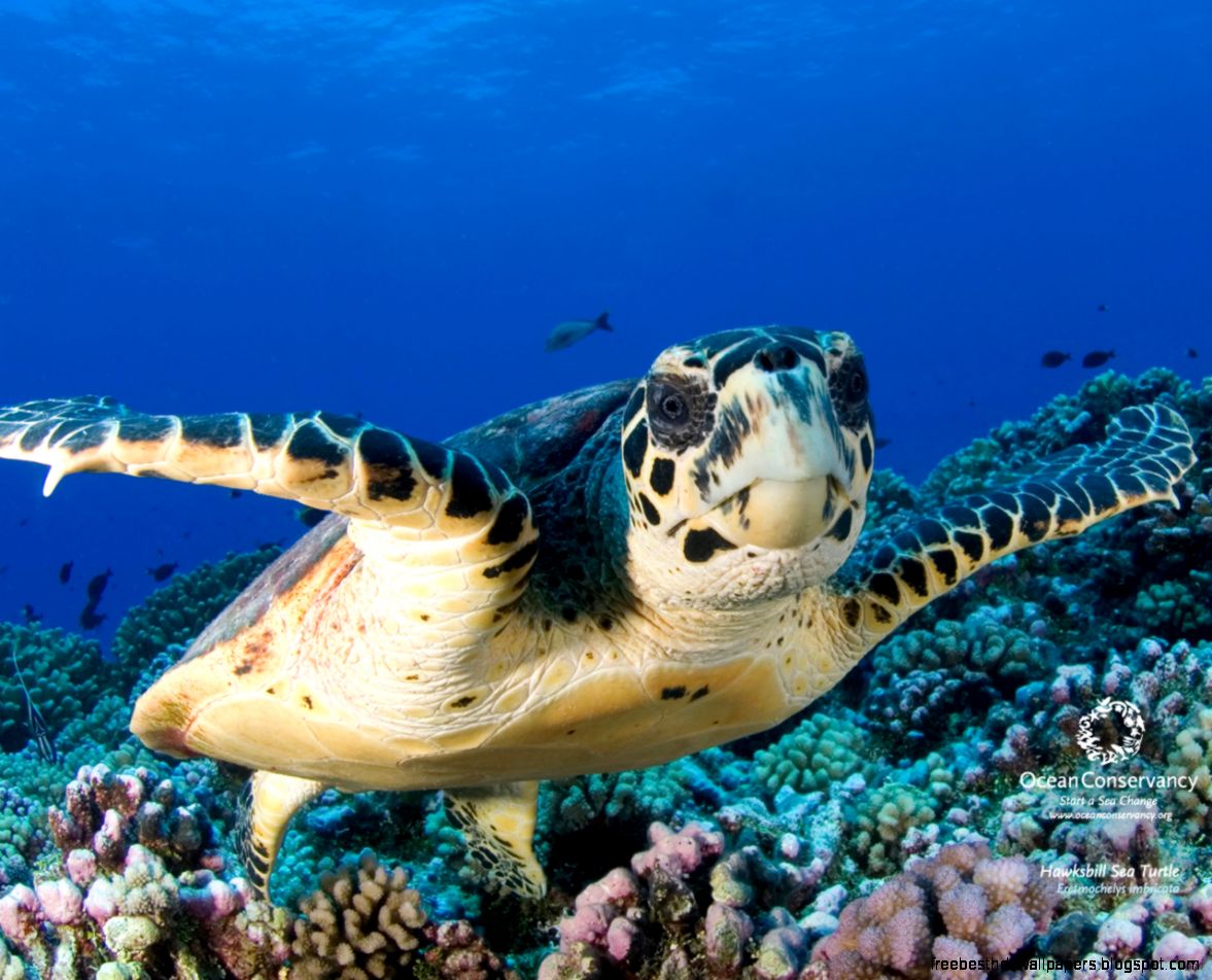 Cute Sea Turtle Desktop Backgrounds