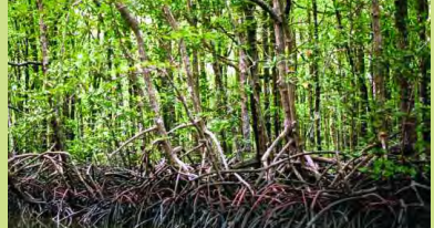 Bakau Tumbuhan Penjaga Pesisir Pantai Halaman 41 Belajar Kurikulum 2013
