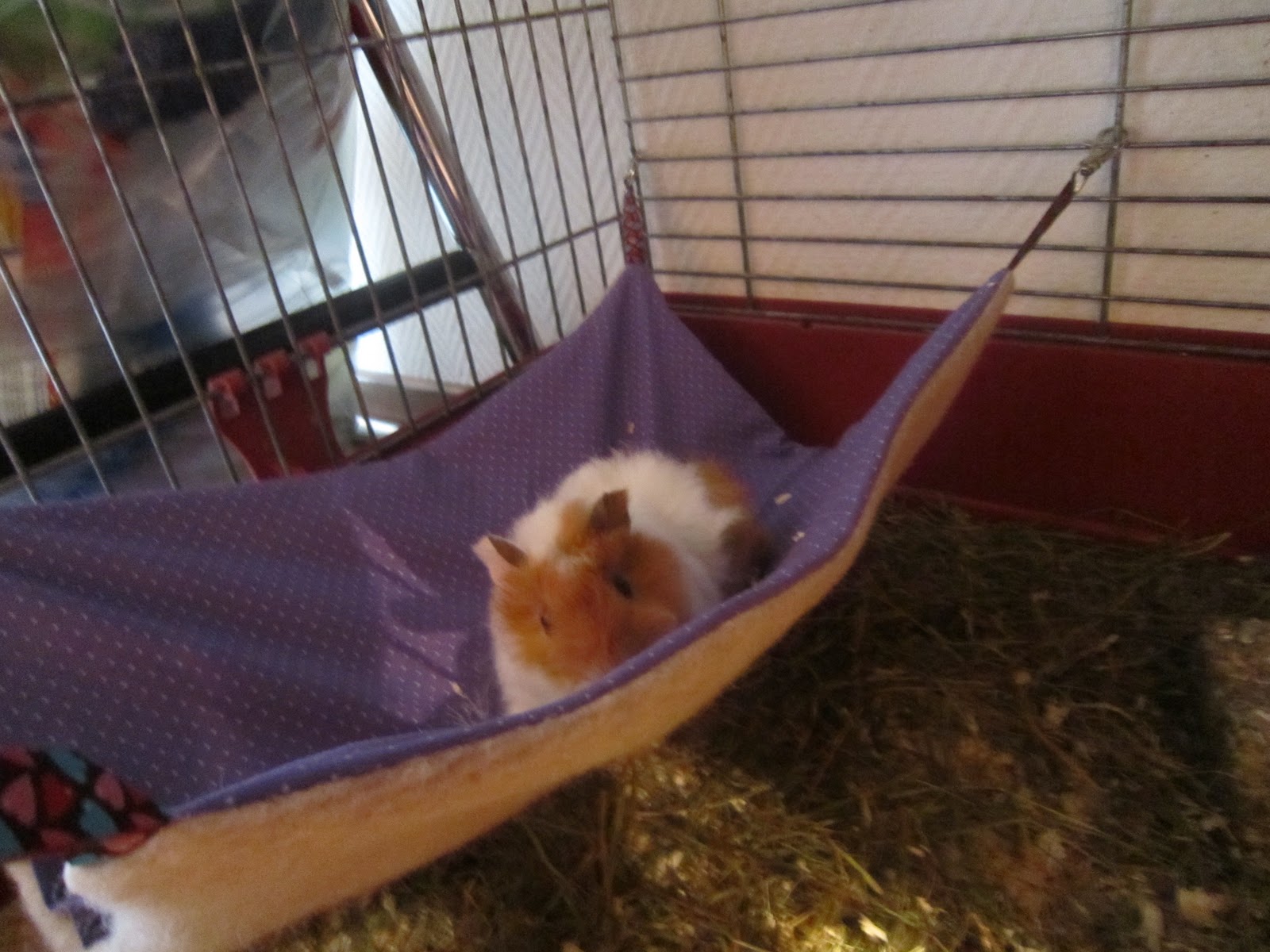 Landkind: Meerschweinchen Hängematte