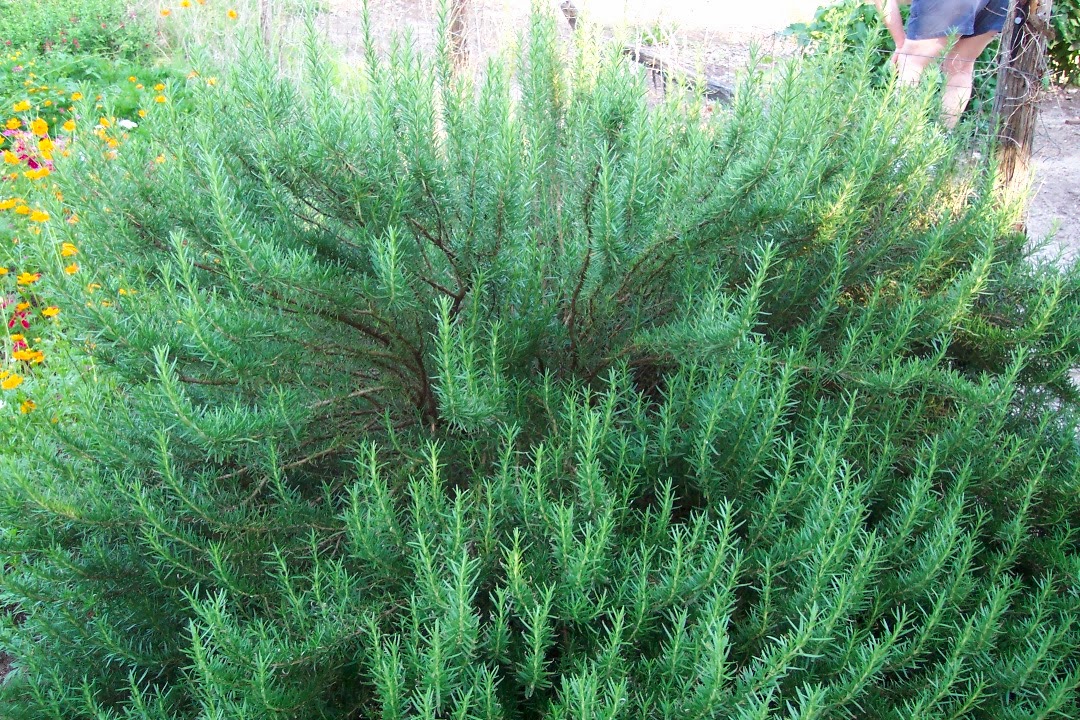 My Garden Pictures Rosemary Herb
