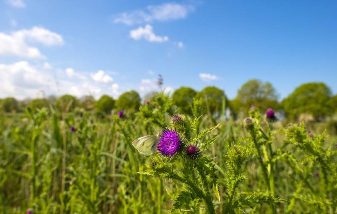 Milk thistle farm