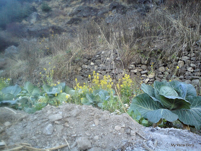 Field patches cultivated by the Mana villagers in the mountains