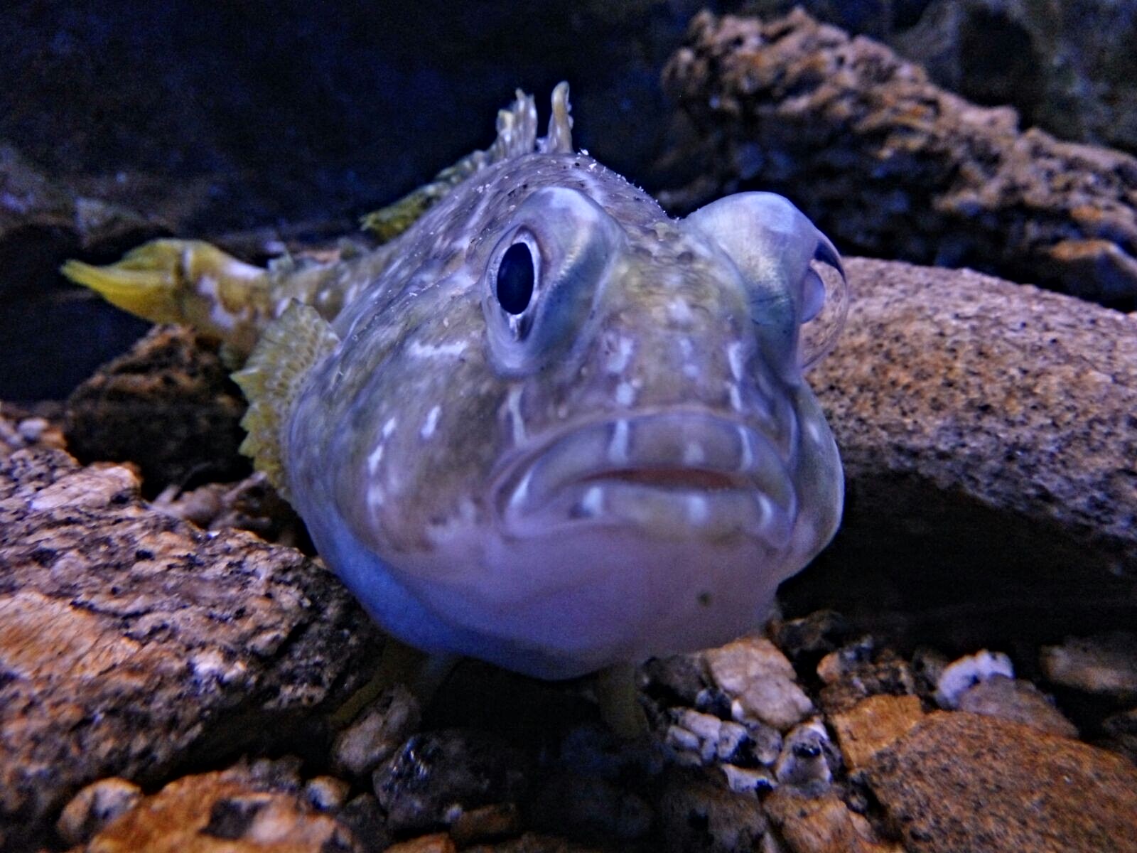 acquario village pesce antartide