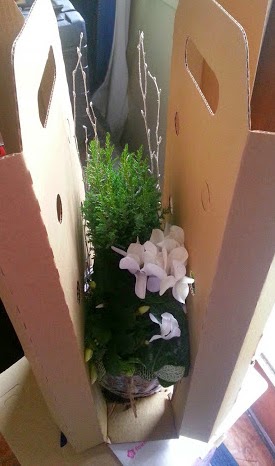 Bunches UK flower and plant delivery - cardboard packaging protecting the plant