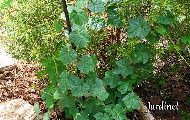 Pepininho-do-mato ou pepininho selvagem cultivado em vaso de 18 l