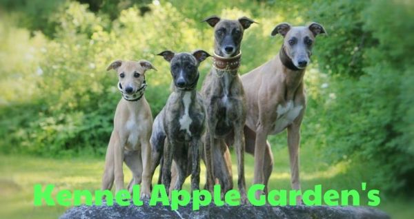 Kennel Apple Garden's