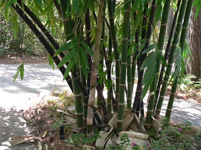 Bambu Hitam