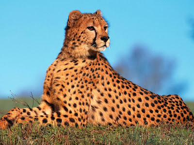 Fast-Predator-Cheetah