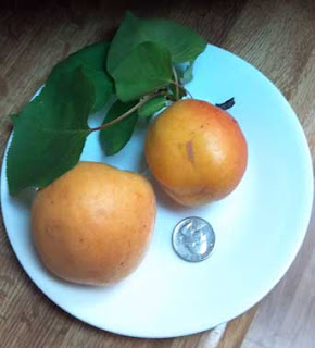 apricots vs. a quarter