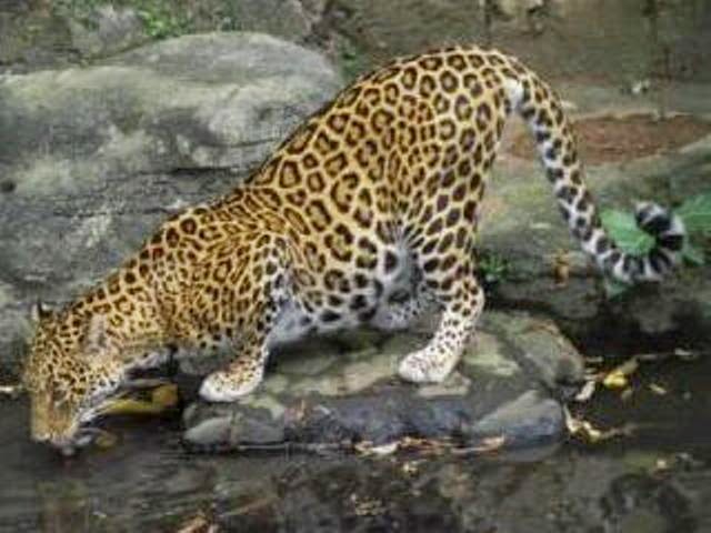 WEST BORNEO CONSERVATION: 08/11/14