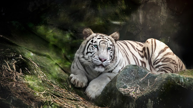 Fondo de pantalla tigre blanco en la selva
