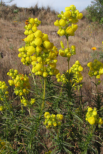 Vida Natural: Hierba dulce / Palo dulce