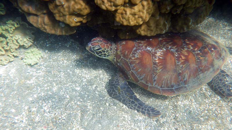plongeur rencontre une tortue