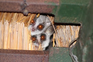 Leopard's View Game Lodge: Bush baby update