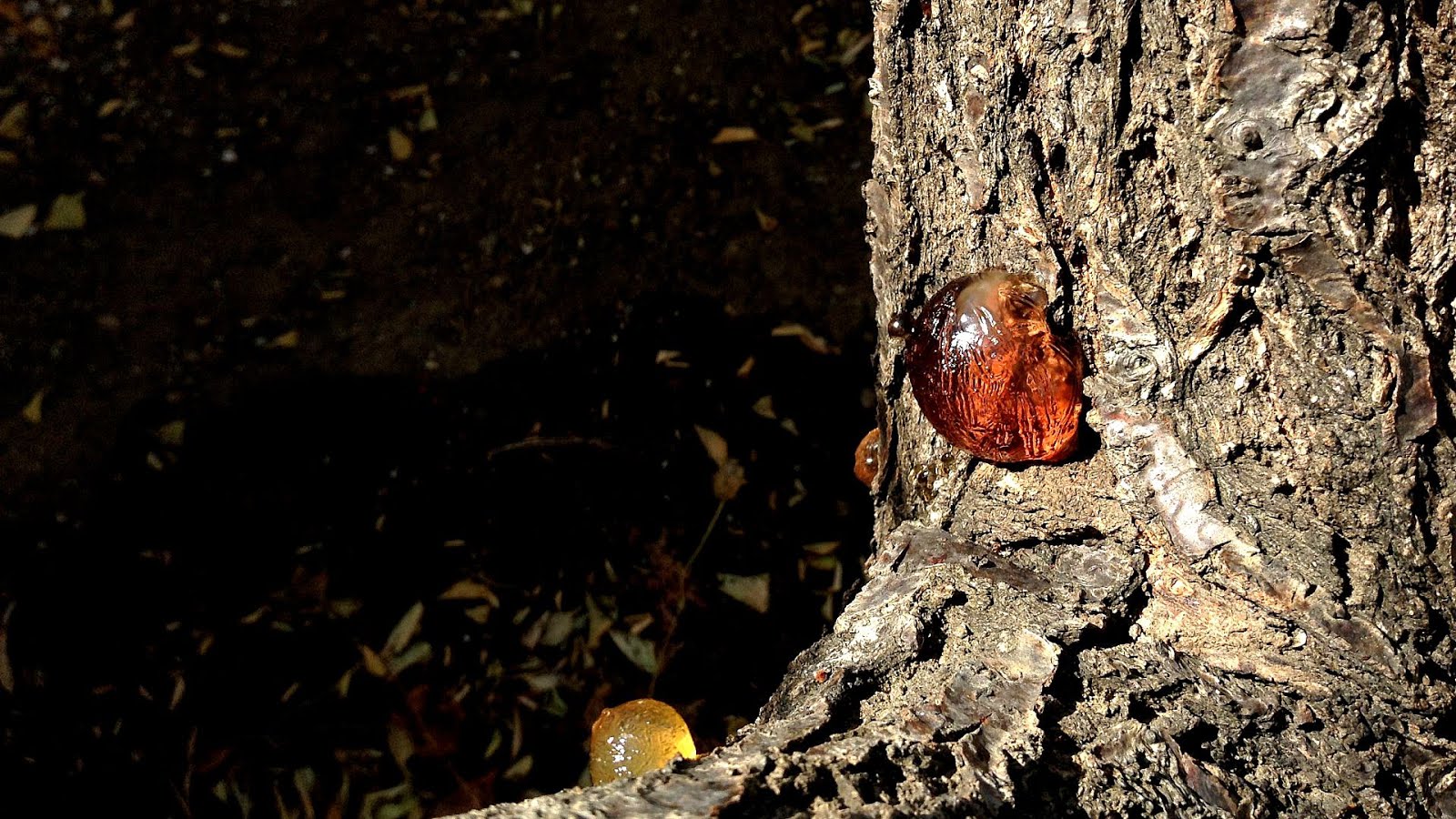 Peach Tree Sap Tree Choices