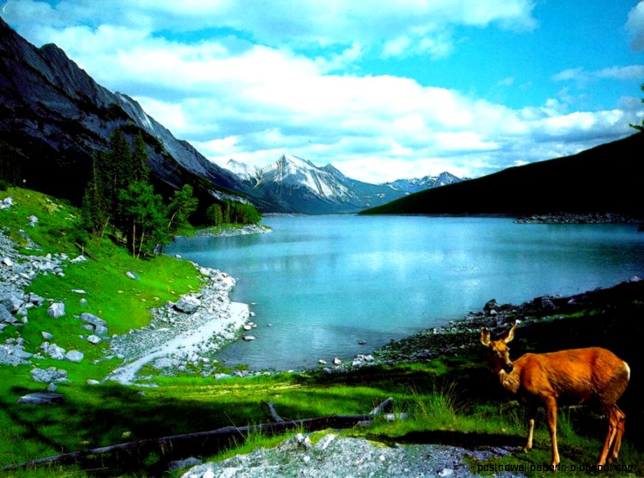 Free Wildlife Wallpaper Nature Animal by Free download best HD