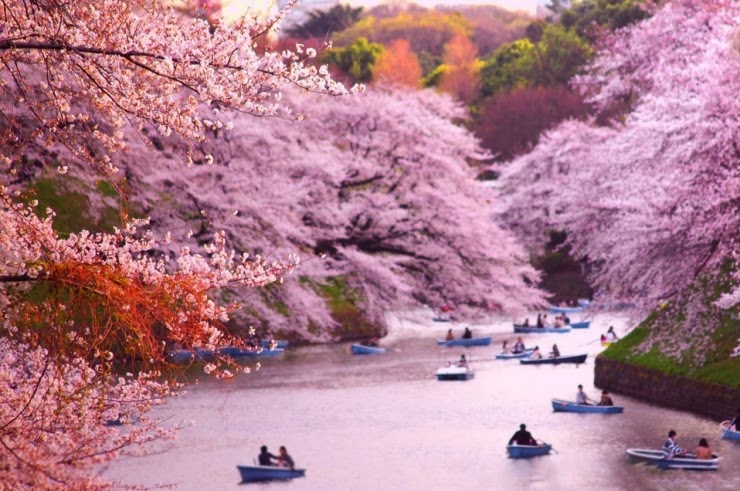 1. Chidorigafuchi Park, Tokyo, Japan - Top 10 Blooming Cities in Spring