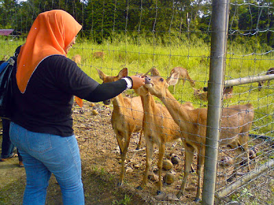 Deer Park at University Utara Malaysia, UUM