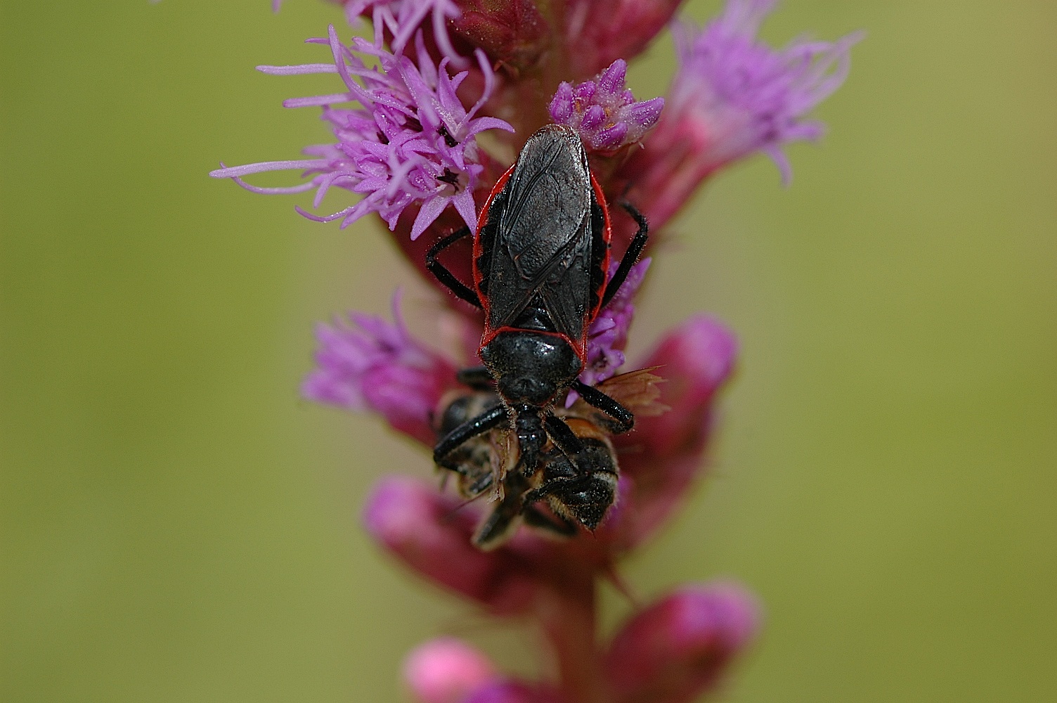 Field Biology in Southeastern Ohio: Another Insect Walk